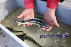 Jeseter ruský a jeseter malý albín