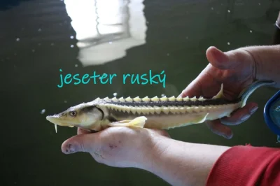 Jeseter ruský a jeseter malý albín