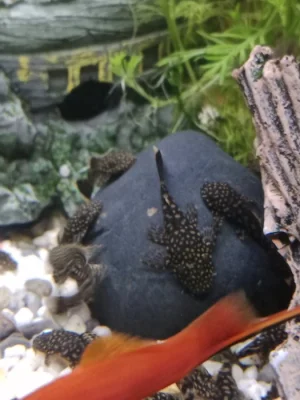 Mladí ancistrusy, krunýřovci