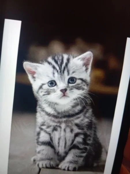 Zchanime koťátko zdarma nedaruje někdo kočičku