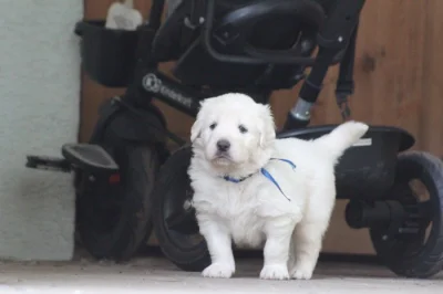 Slovenský čuvač, pejsci