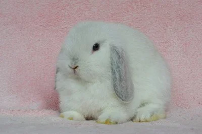 Sameček minilop Idol