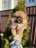 Pomeranian špic
