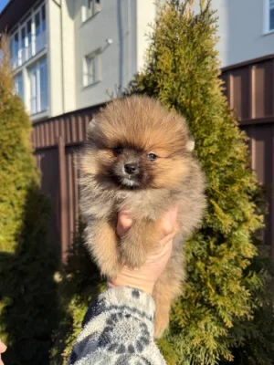 Pomeranian špic