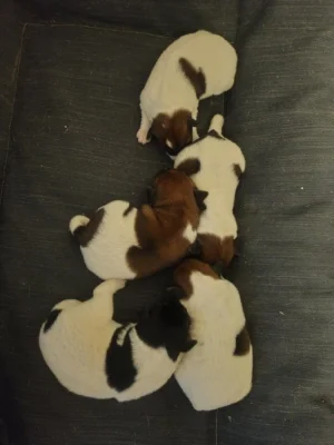 Foxteriér hladkosrstý - krásná štěňata s PP