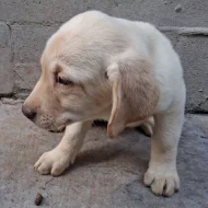 Krásný labradorský retrívr na prodej