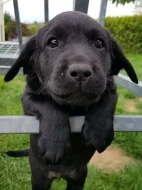 Krásný labradorský retrívr na prodej