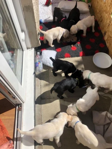 Krásný labradorský retrívr na prodej
