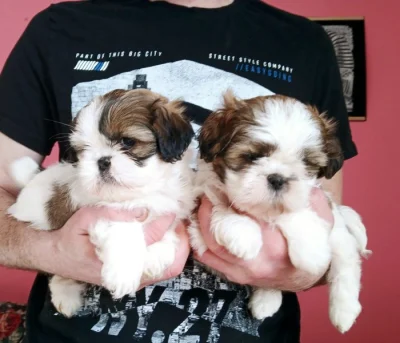 Shih tzu holčičky