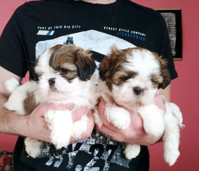 Shih tzu holčicky