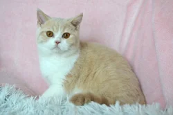 Britský kocourek s PP