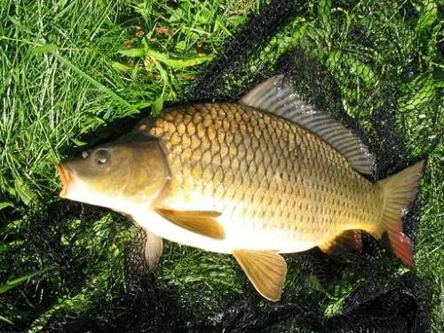 Prodám kapra 2,5-3 kg