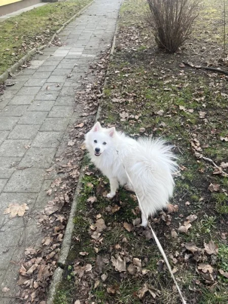 Pomerian střední beny