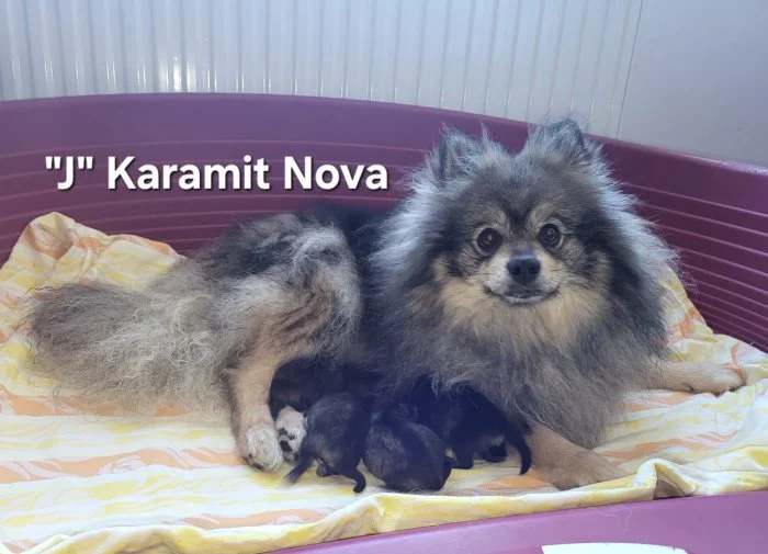 Německý špic střední štěňátka s PP FCI