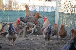 Bielefeldka rodobarvá