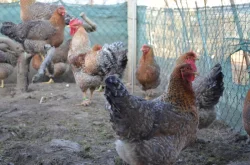 Bielefeldka rodobarvá