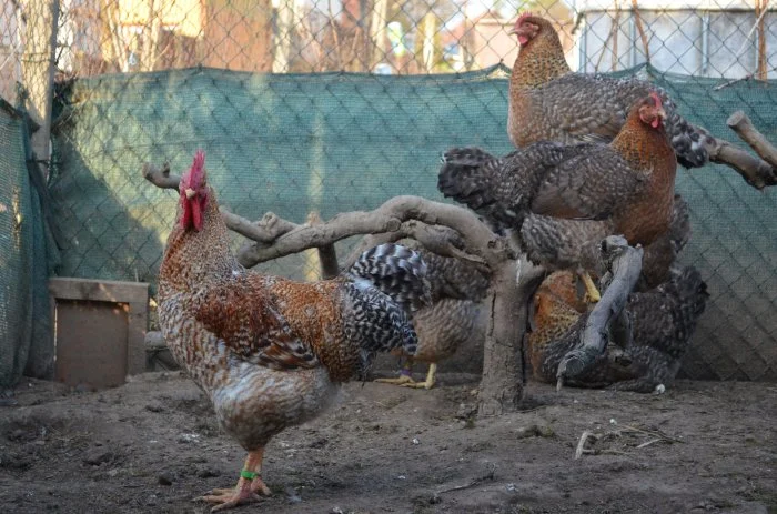 Bielefeldka rodobarvá