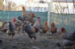 Bielefeldka rodobarvá