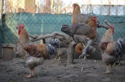 Bielefeldka rodobarvá