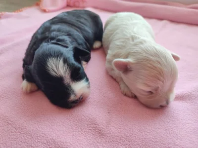 Štěňátka havanského psíka s PP