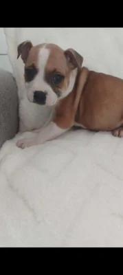 Stafordšírský bulteriér