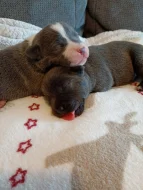 Stafordšírský bulteriér