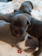 Stafordšírský bulteriér