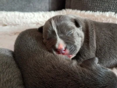 Stafordšírský bulteriér