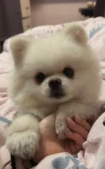 Nabízím k prodeji štěňata pomeraniana