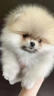 Nabízím k prodeji štěňata pomeraniana