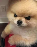Nabízím k prodeji štěňata pomeraniana