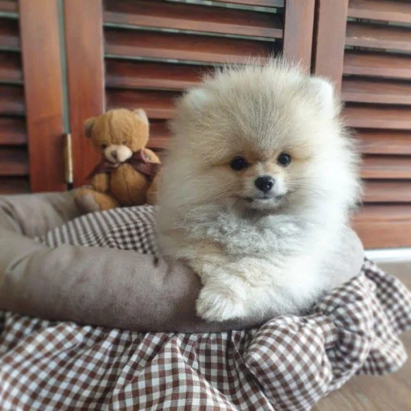 Nabízím k prodeji štěňata pomeraniana