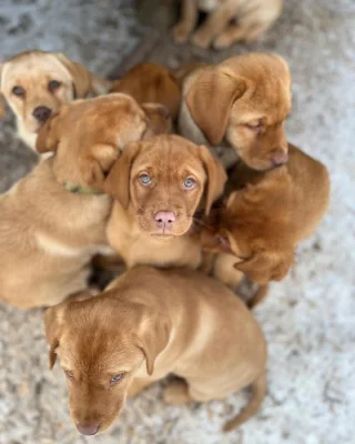 Prodám labradorského retrívra