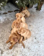 Prodám labradorského retrívra