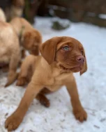 Prodám labradorského retrívra