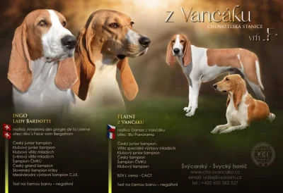 Švýcarský - švycký honič, štěňata s PP