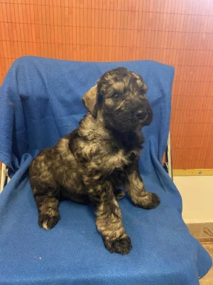 Knírač velký P+s s pp