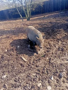 Prodám levně bachyňku se selátky