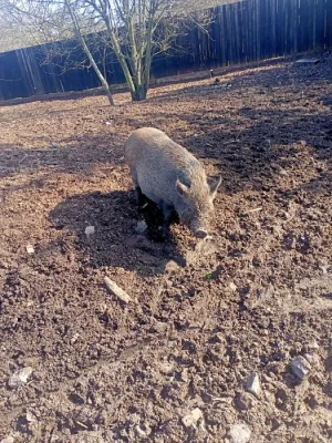 Prodám levně bachyňku se selátky