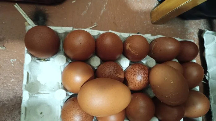 Prodám nasadova vejce