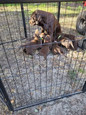 Prodáme štěňata labradorského retrívra