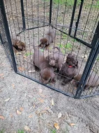 Prodáme štěňata labradorského retrívra