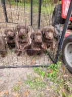 Prodáme štěňata labradorského retrívra