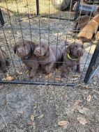 Prodáme štěňata labradorského retrívra