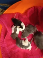 Potkan dumbo