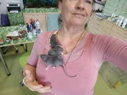 Potkan dumbo