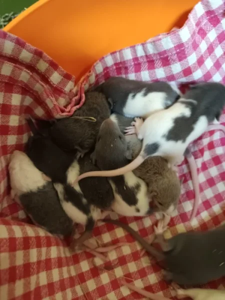 Potkan dumbo