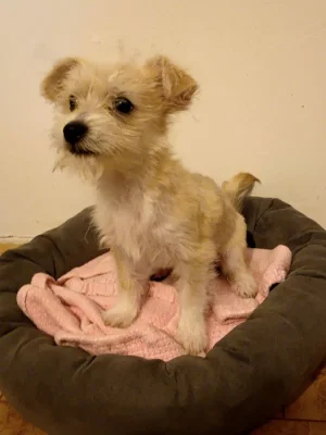 3 měsíční štěně kříženec s (jorkšírský teriér, dlouhosrstá čivava,maltezák)