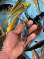 Koi kapr