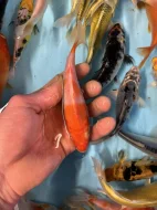 Koi kapr